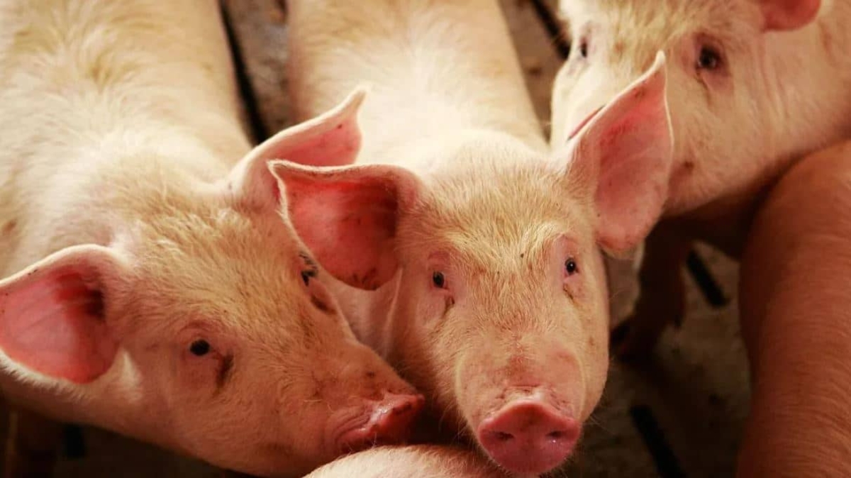 Refuerzan inspección sanitaria en México para evitar el ingreso de peste porcina africana