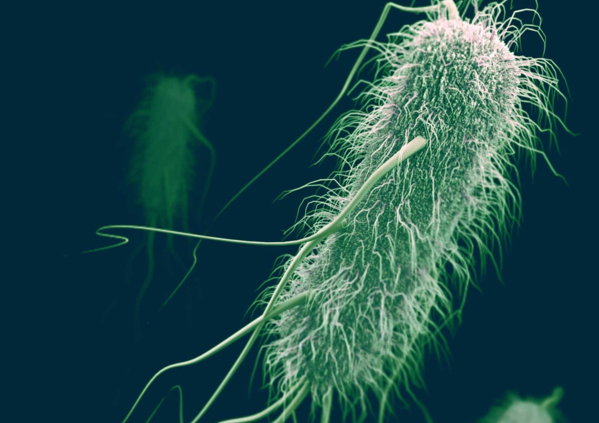 Científicos descubren hongo con gran potencial antibacteriano