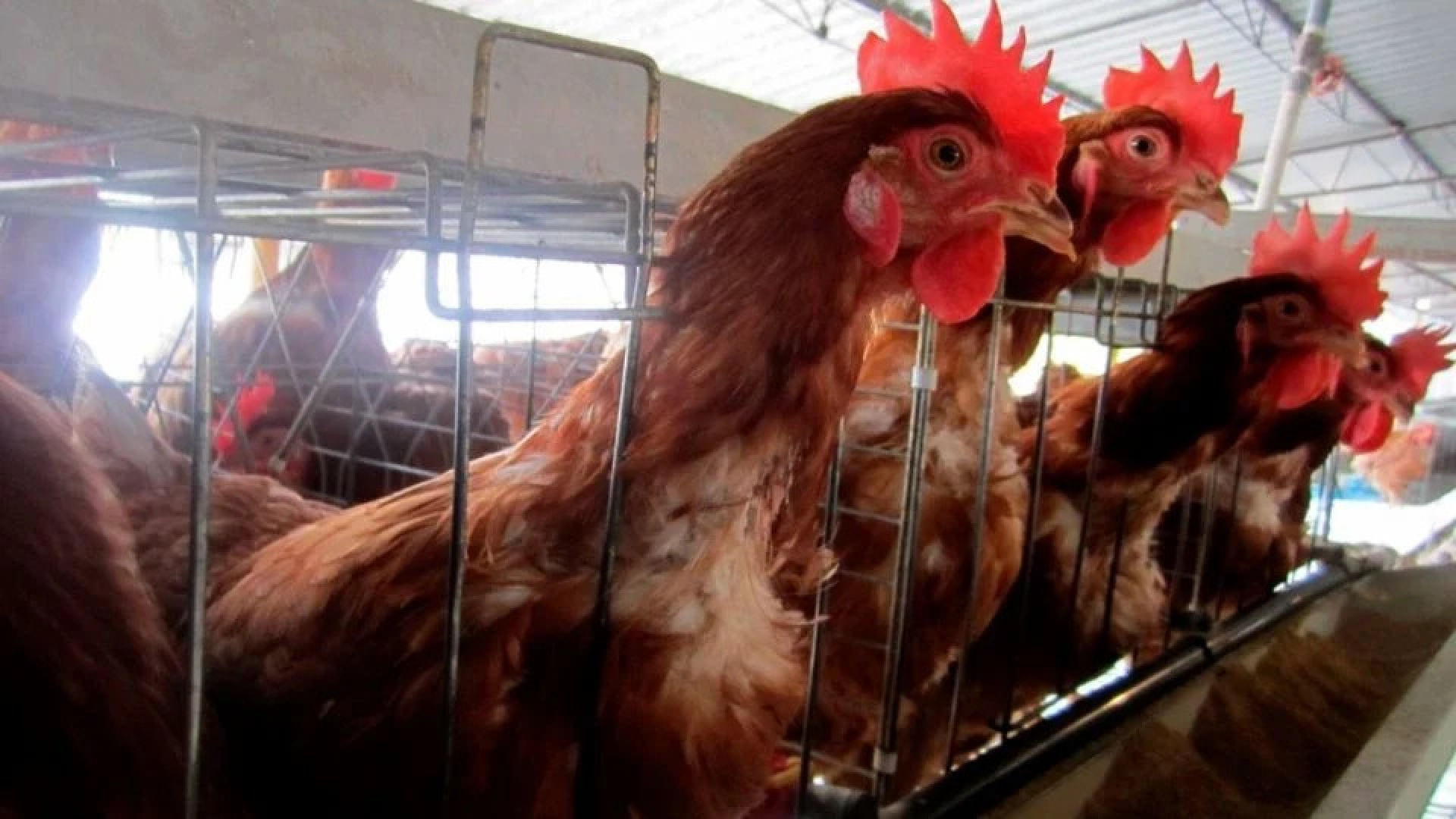México suspende importación de productos avícolas de Brasil por brote de gripe aviar