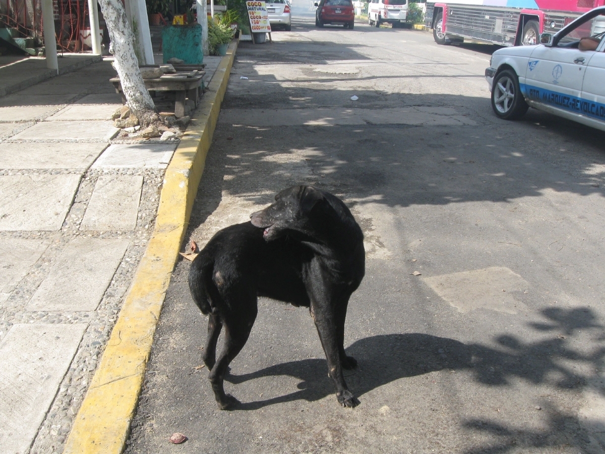 Exhortan a municipios de la zona poniente a regular la población de perros callejeros