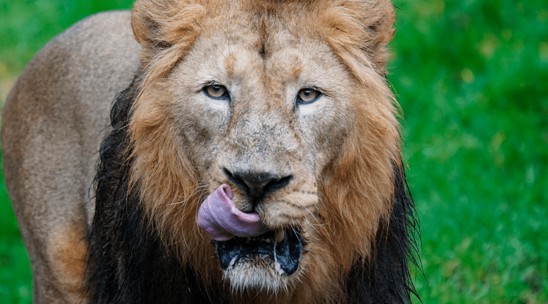 Elefante mata a cazador y manada de leones lo devora