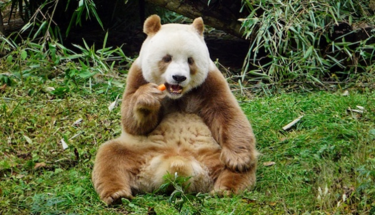 Qizai, el único oso panda marrón del mundo
