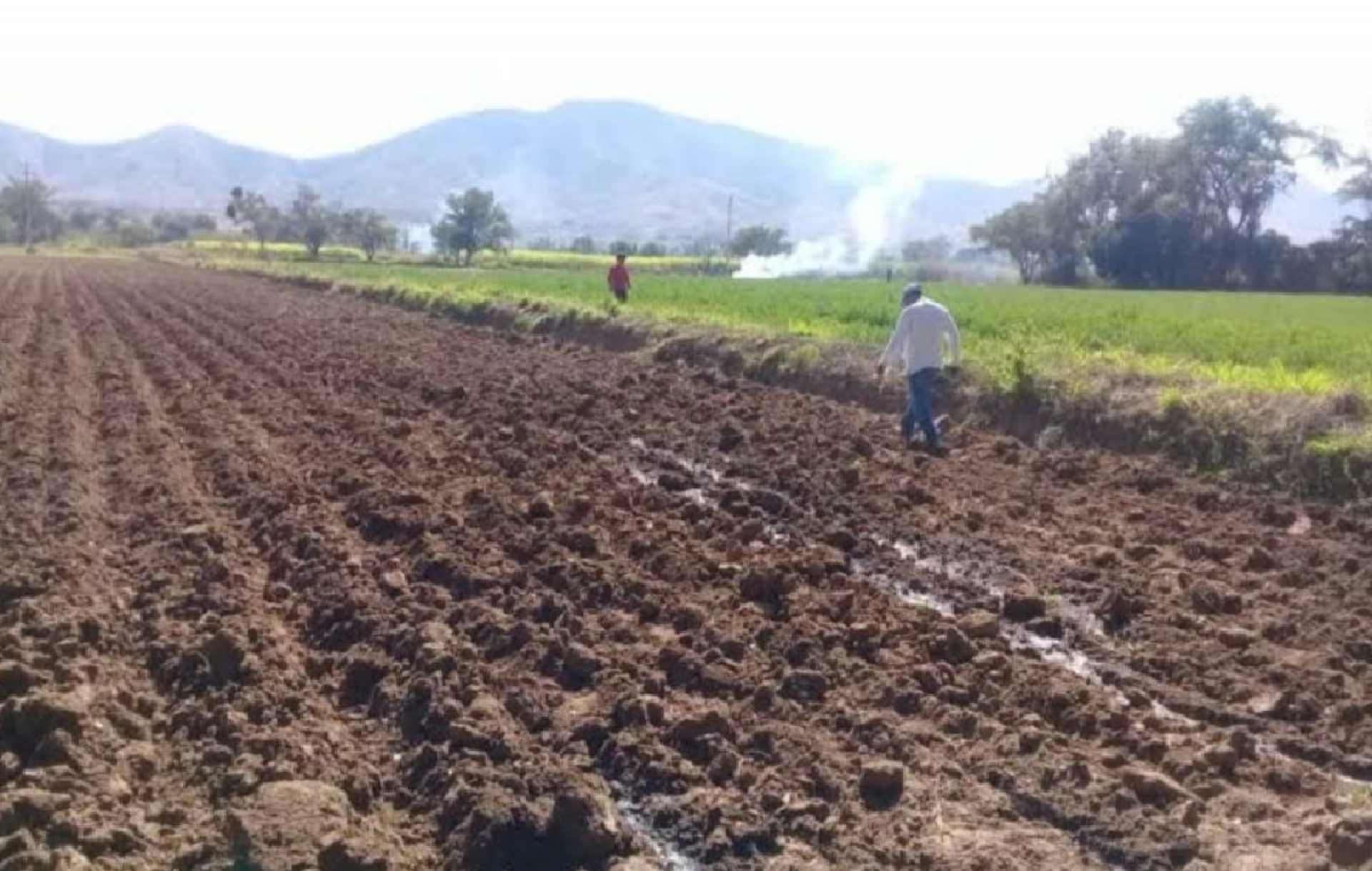 Productores de maíz y sorgo se preparan para el ciclo agrícola