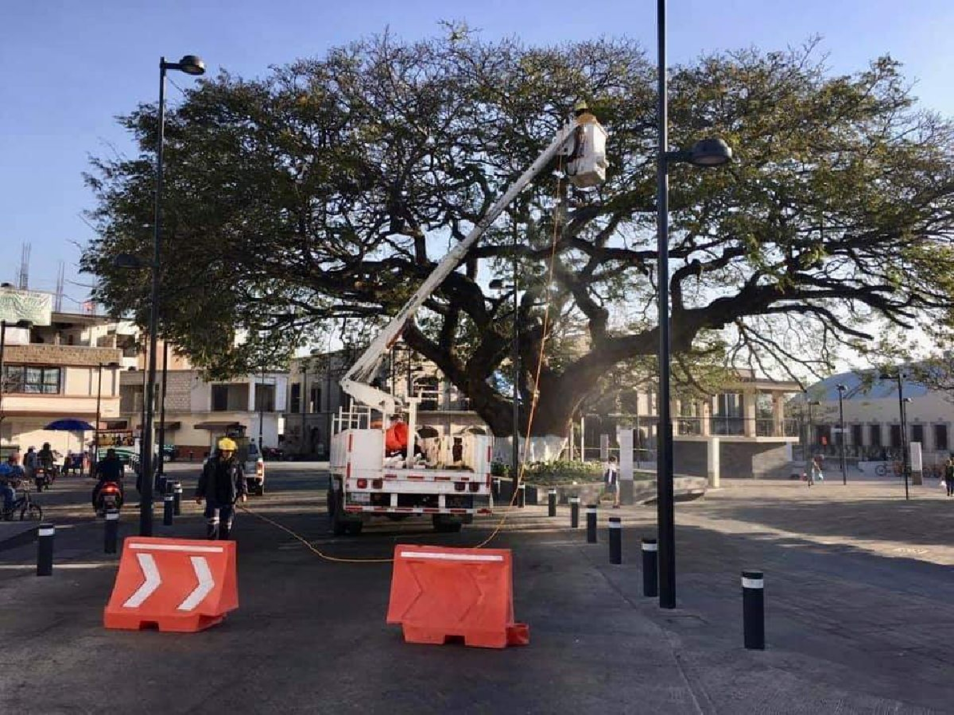 Rehabilitan árbol histórico en el centro de Ayala
