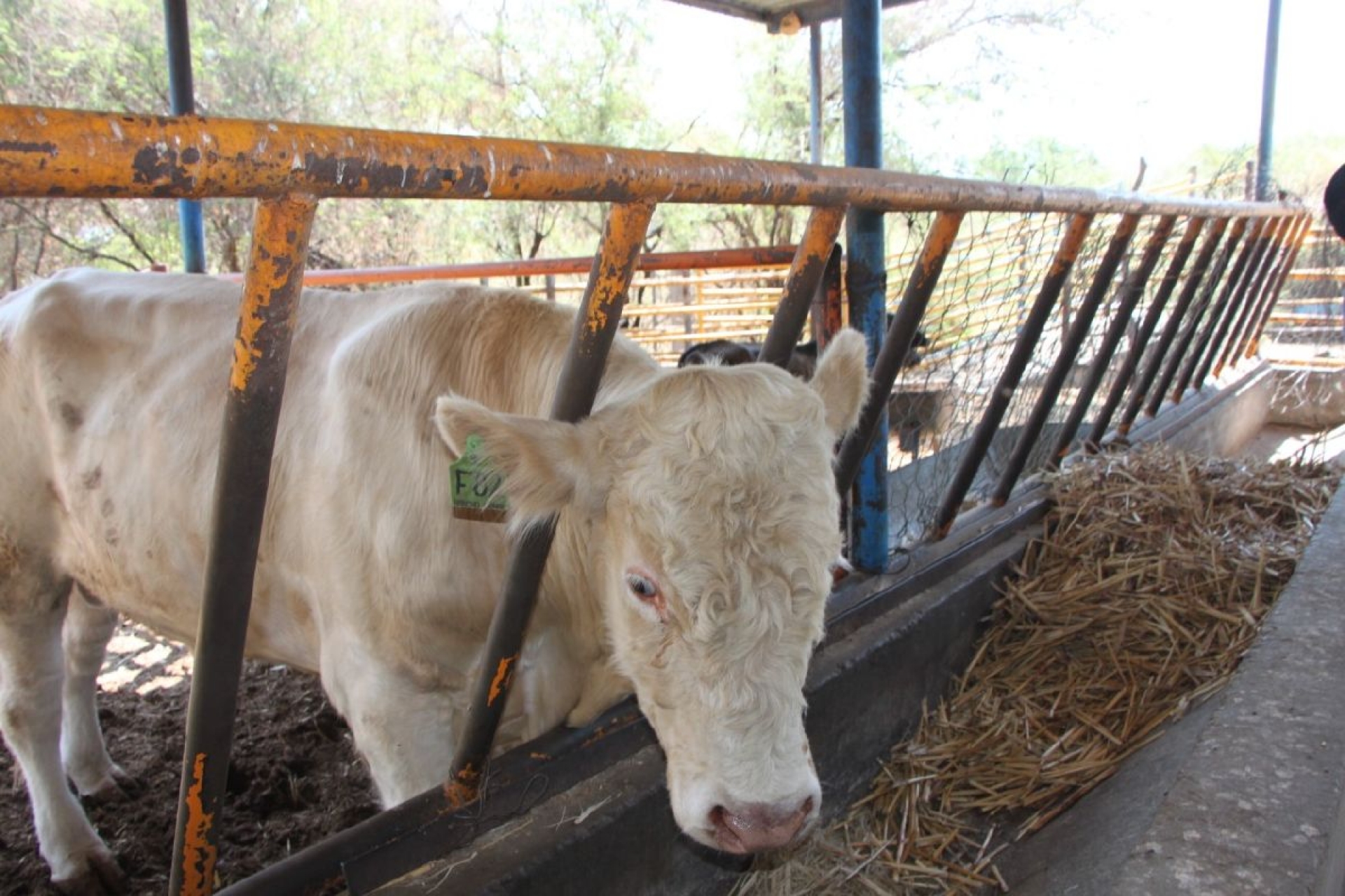 Concluye campaña de sanidad animal en Tlaltizapán
