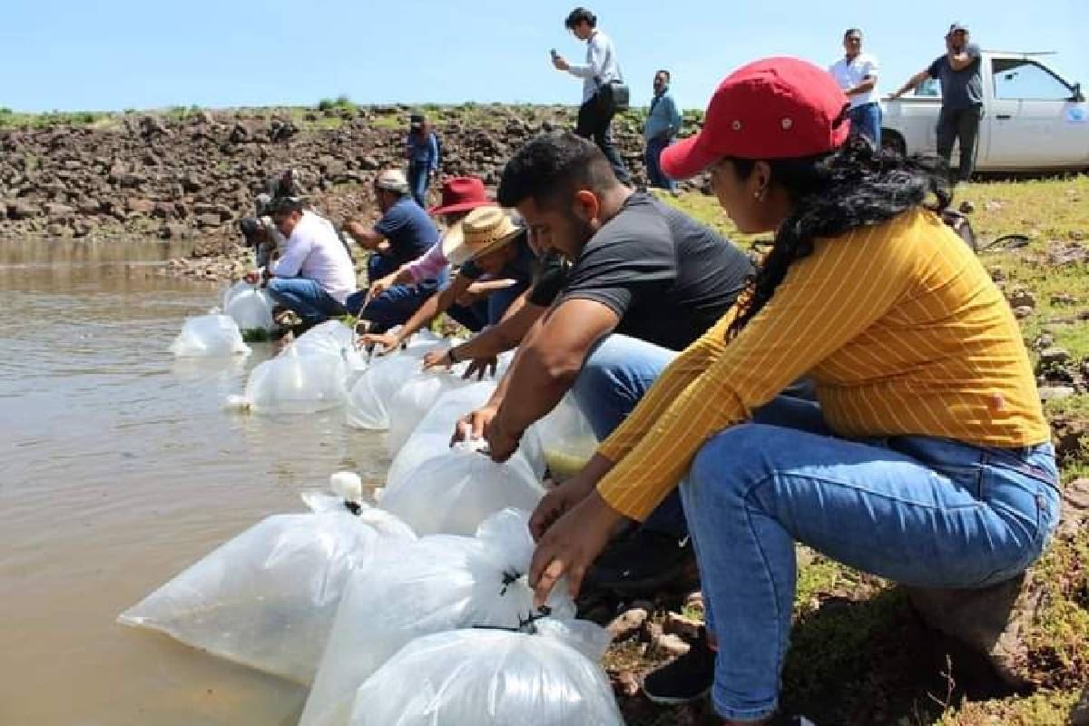 Buscan repoblar de mojarra la presa de Rancho Nuevo