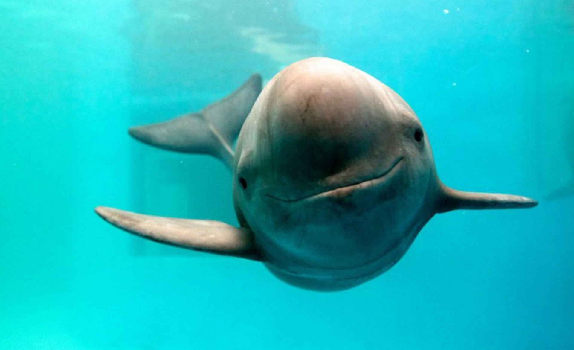 Vaquita marina todavía tiene esperanza; avistan cría