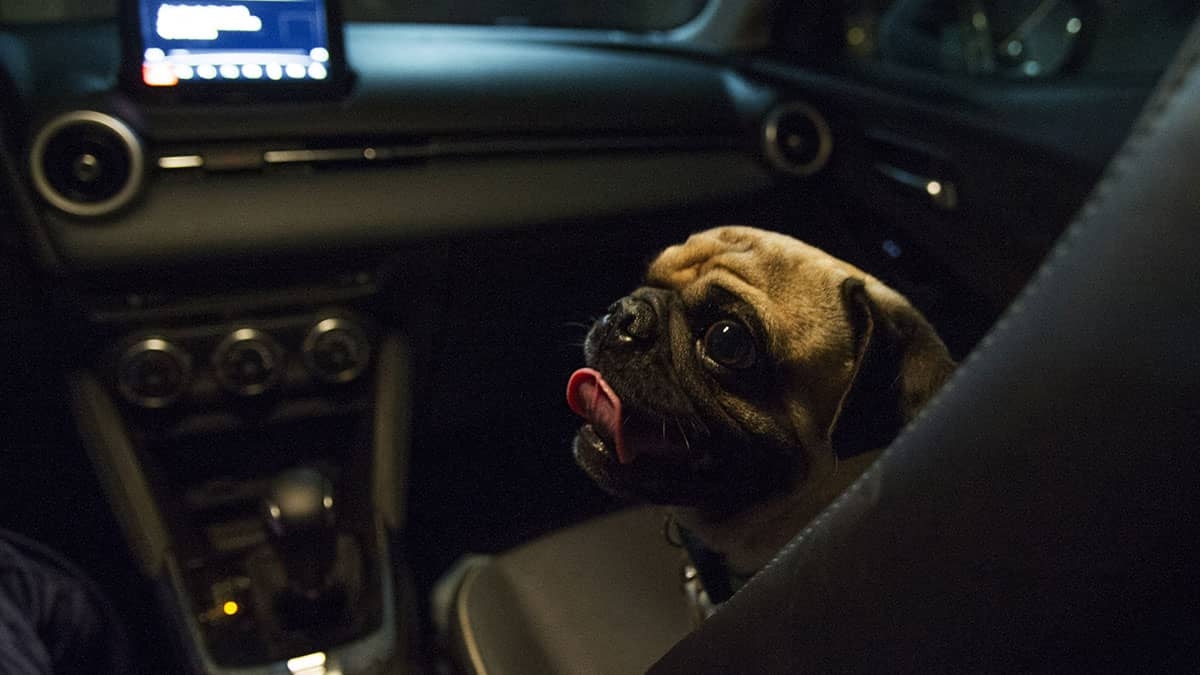 Conductor rescata y adopta a perrito que iba a ser atropellado