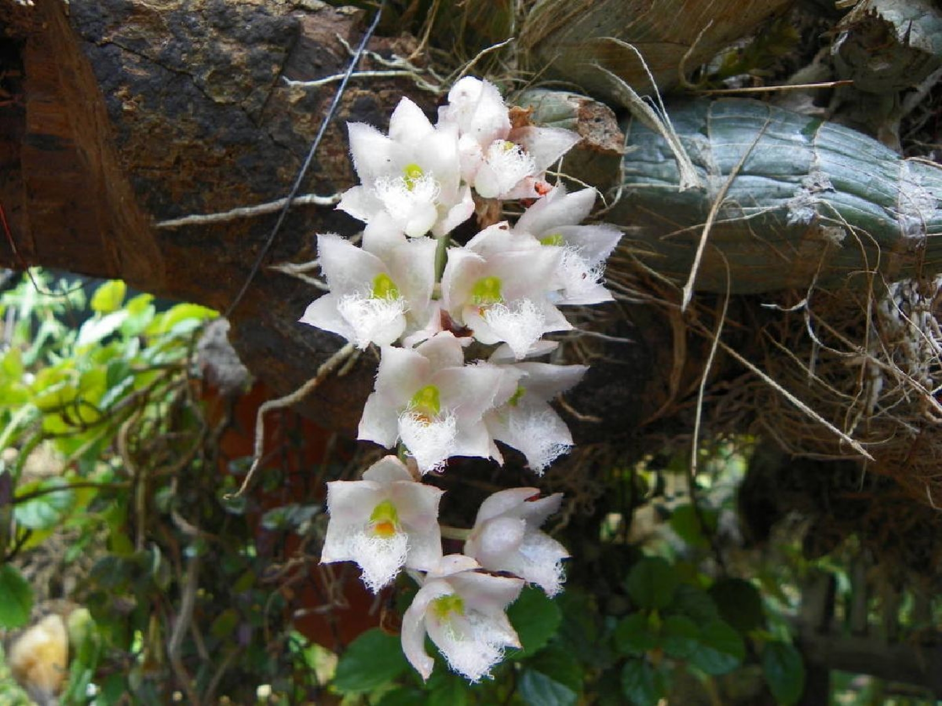 Alertan sobre colecta de orquídeas en bosques