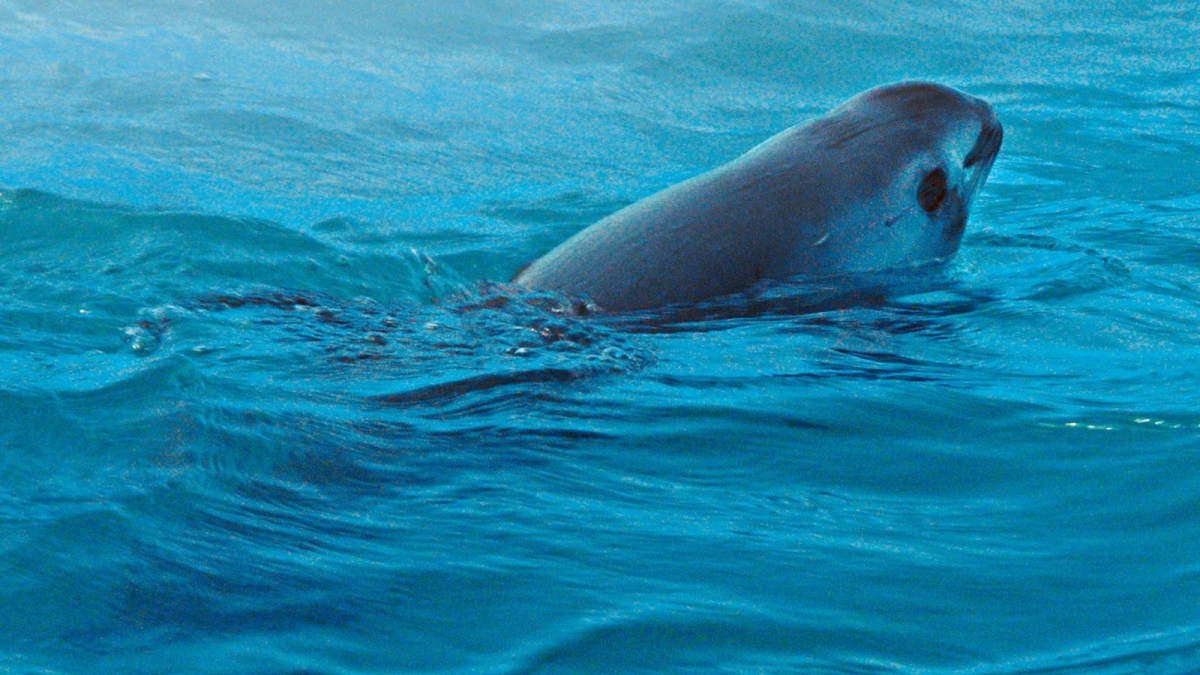 Colocarán más bloques de concreto para proteger a la vaquita marina