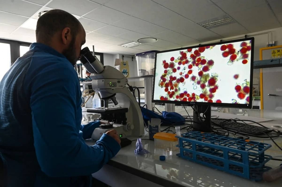 La OMS halla medicamentos que reducen riesgo de muerte por COVID