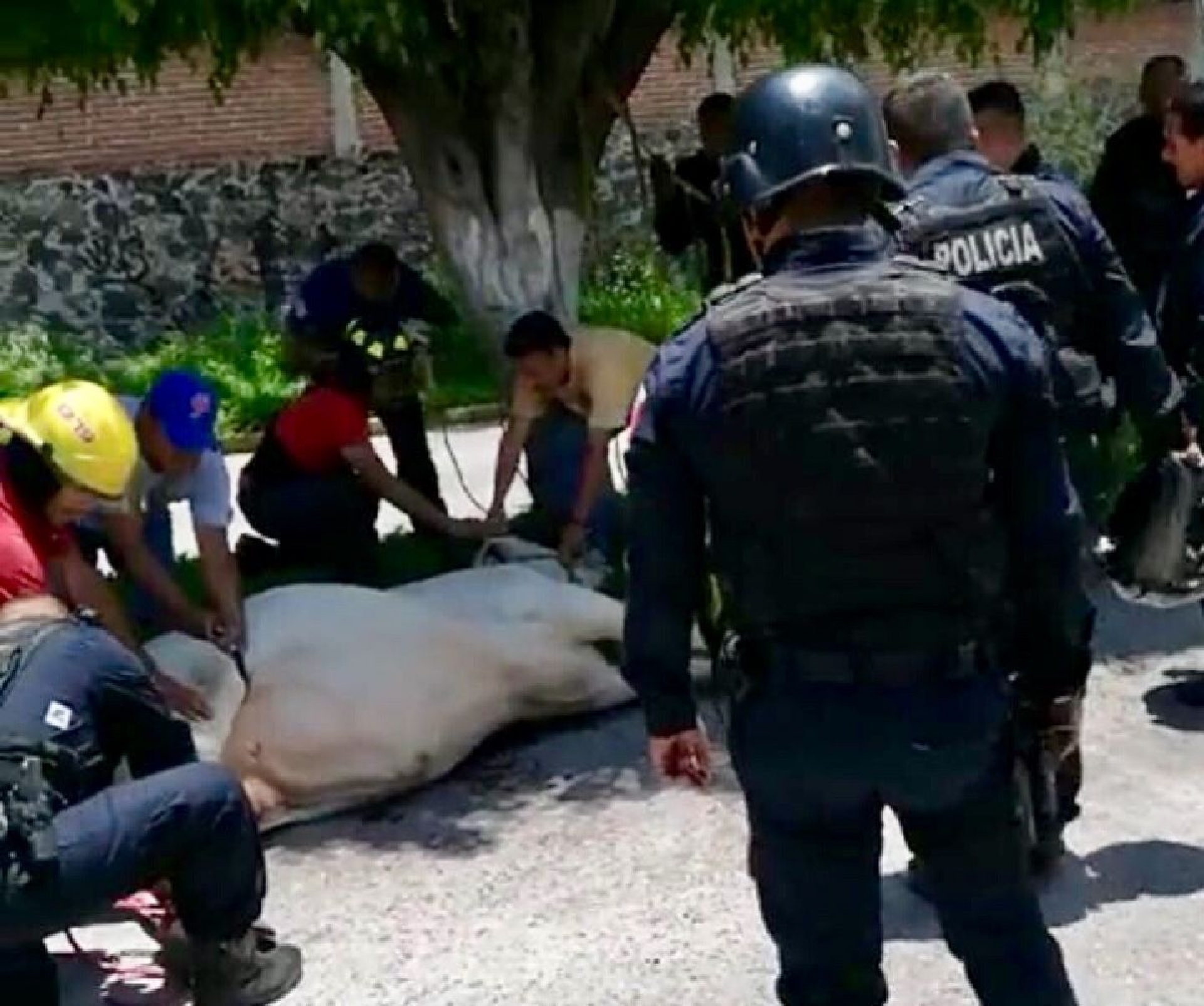 Un toro se escapa y causa caos en las calles de Cuautla