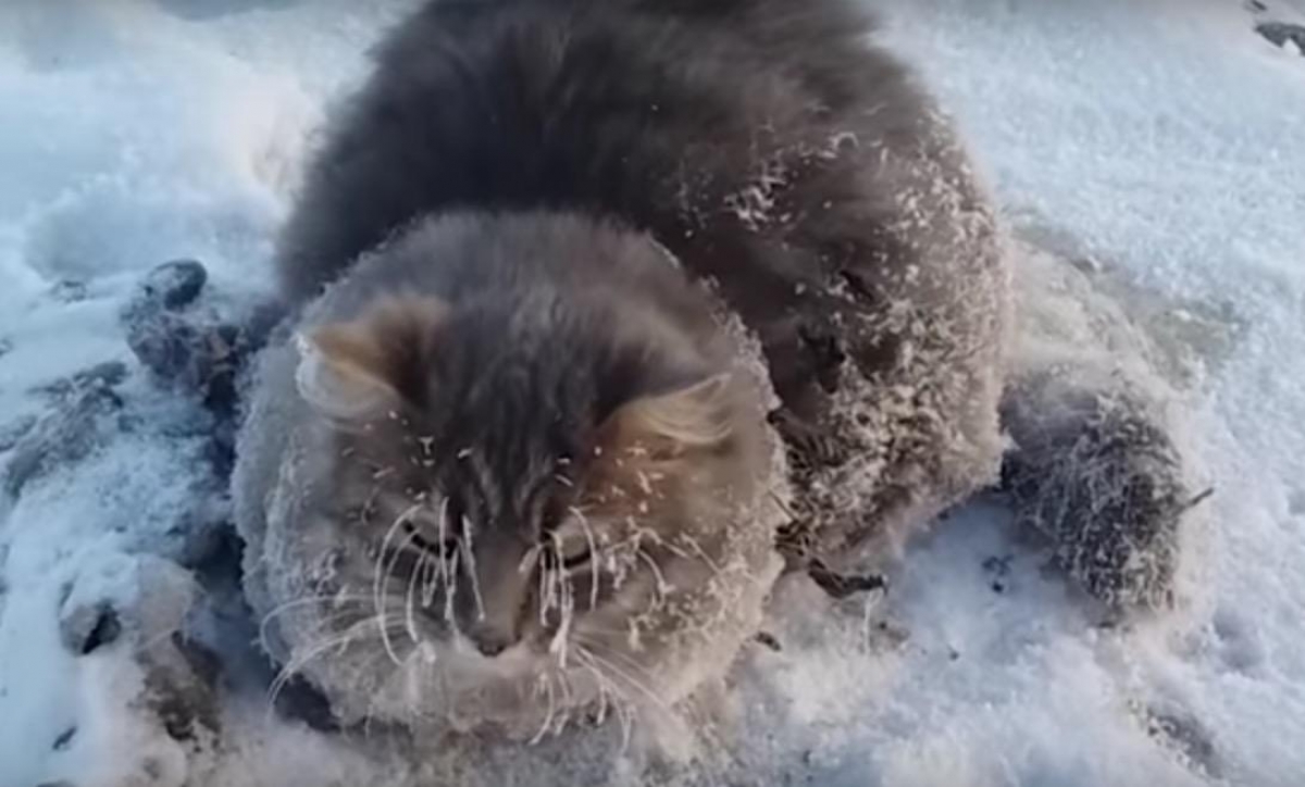 Salvan a gatito congelado