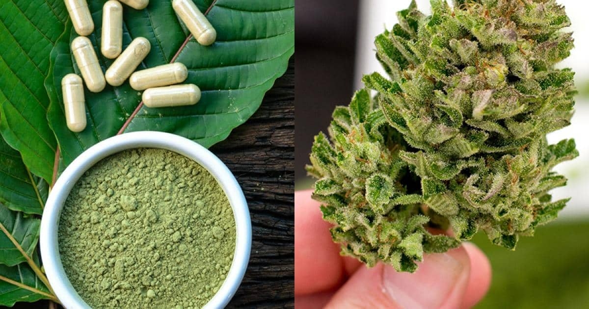 Tailandia autoriza consumo de la droga kratom, ilegal desde 1943