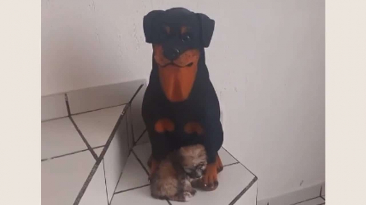 Perrito confunde a su mamá con una alcancía