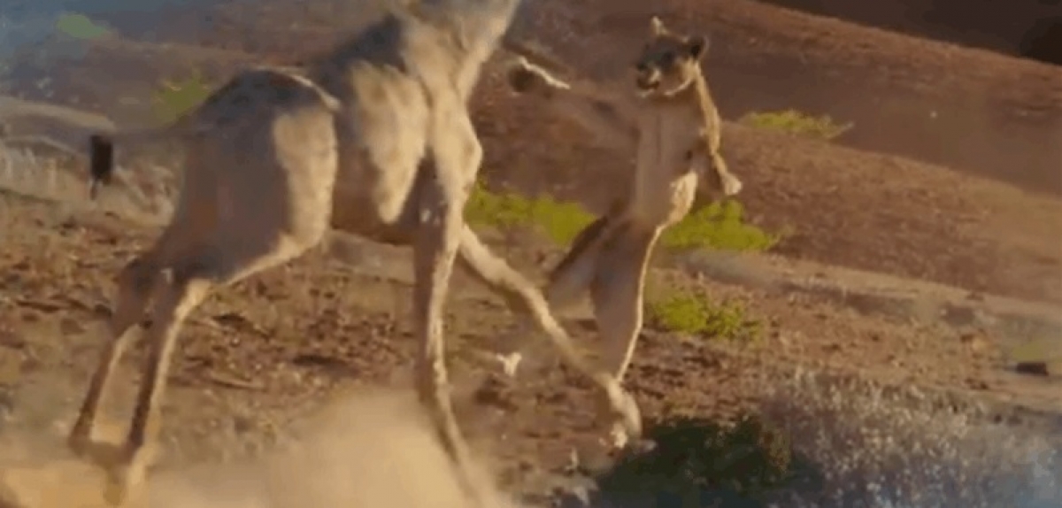 VIDEO: Esta jirafa deja en ridículo a un león que intenta devorarla