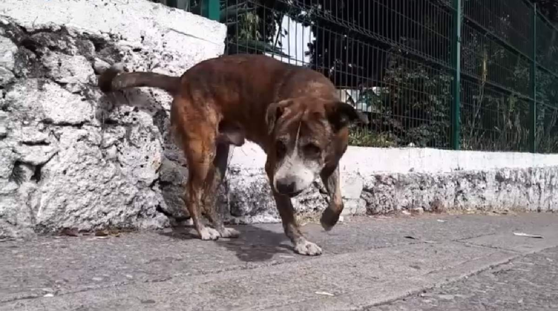 La temporada de calor también afecta a las mascotas