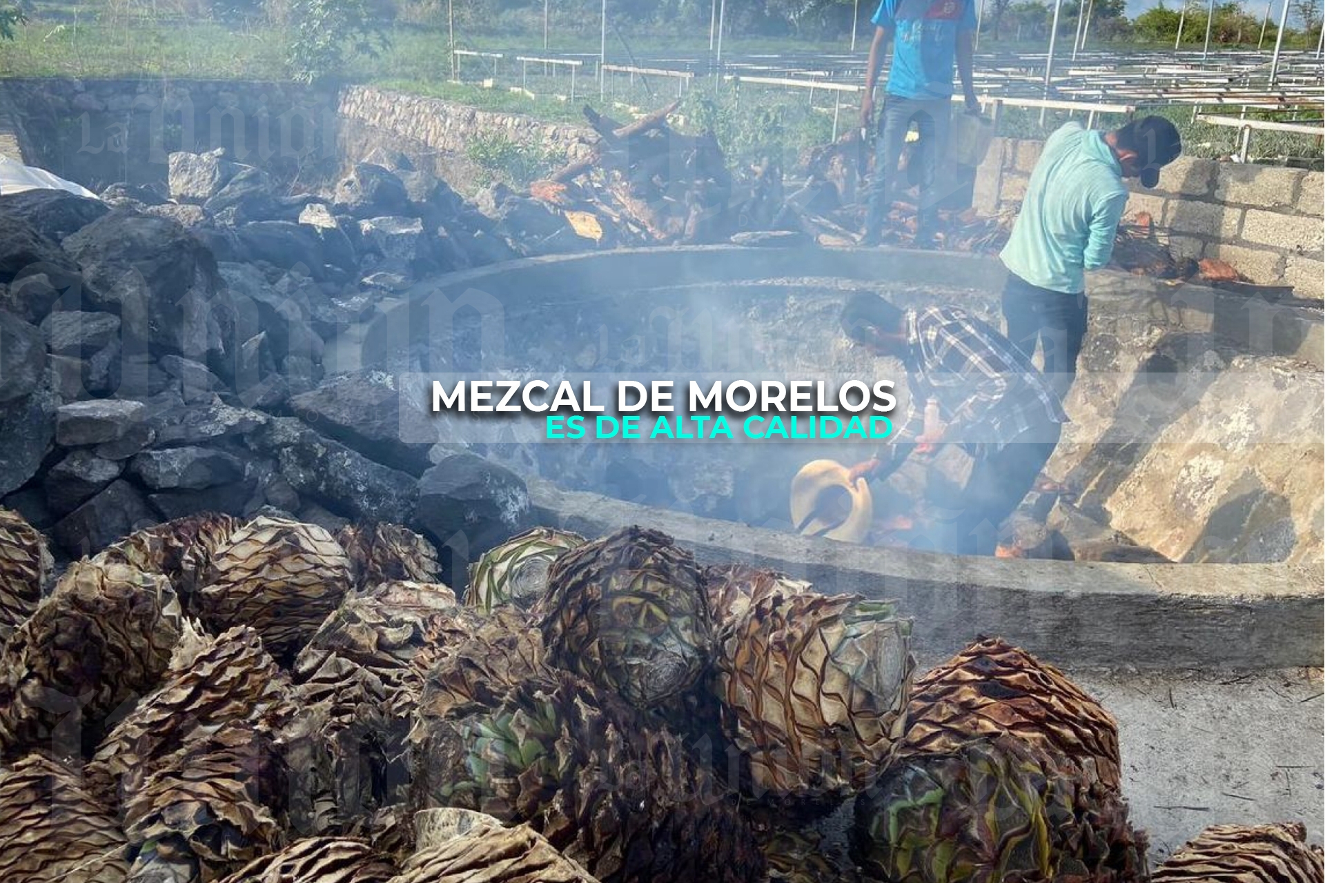 El mezcal de la zona surponiente es de alta calidad