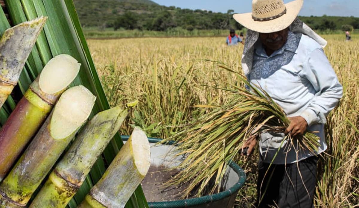 Rentabilidad de la caña determinará la superficie de arroz a sembrar en Jojutla