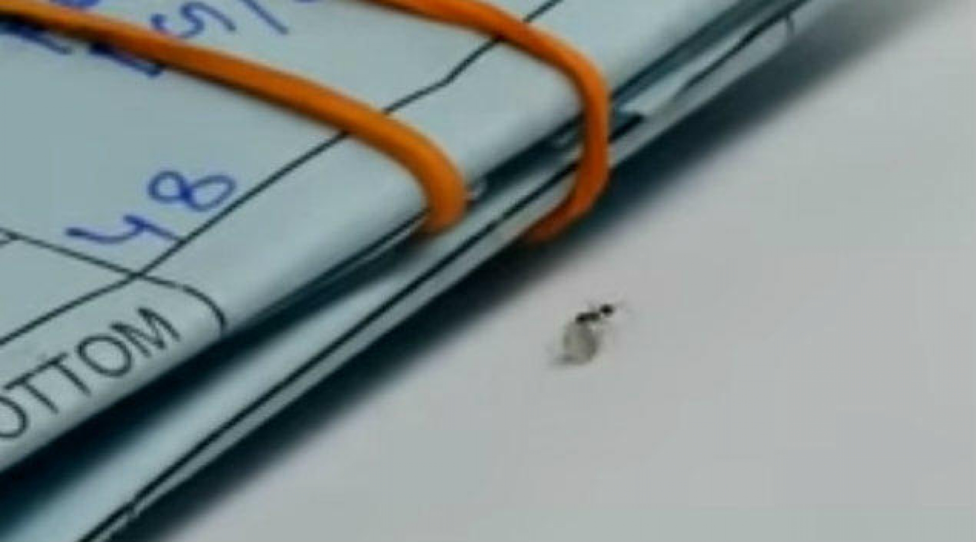 VIDEO: Literal...Descubren un ¡robo hormiga!
