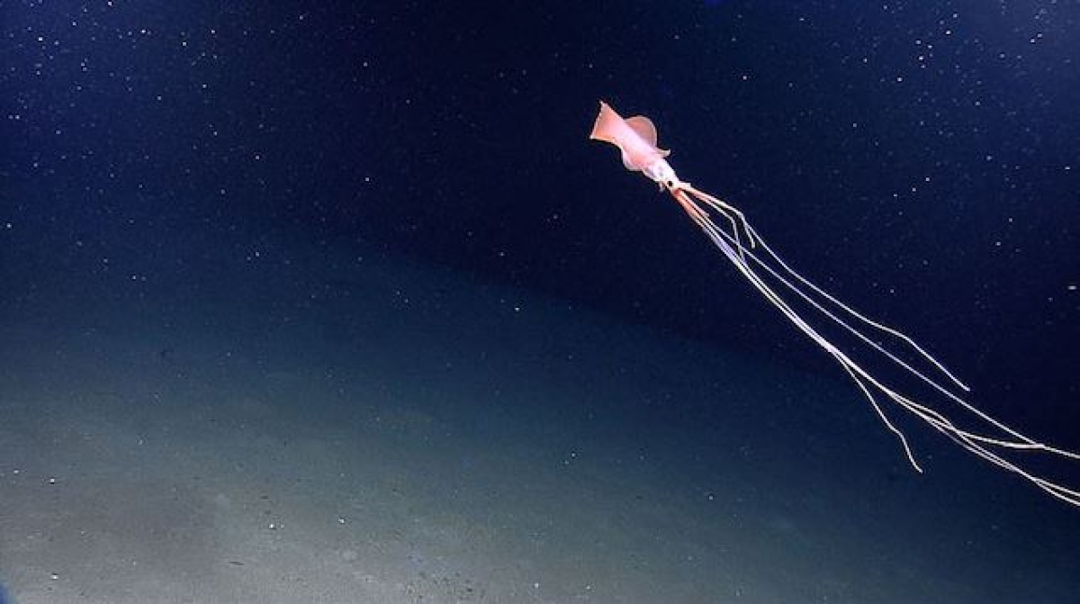 Esta criatura con forma "alienígena" se encontró en el Golfo de México
