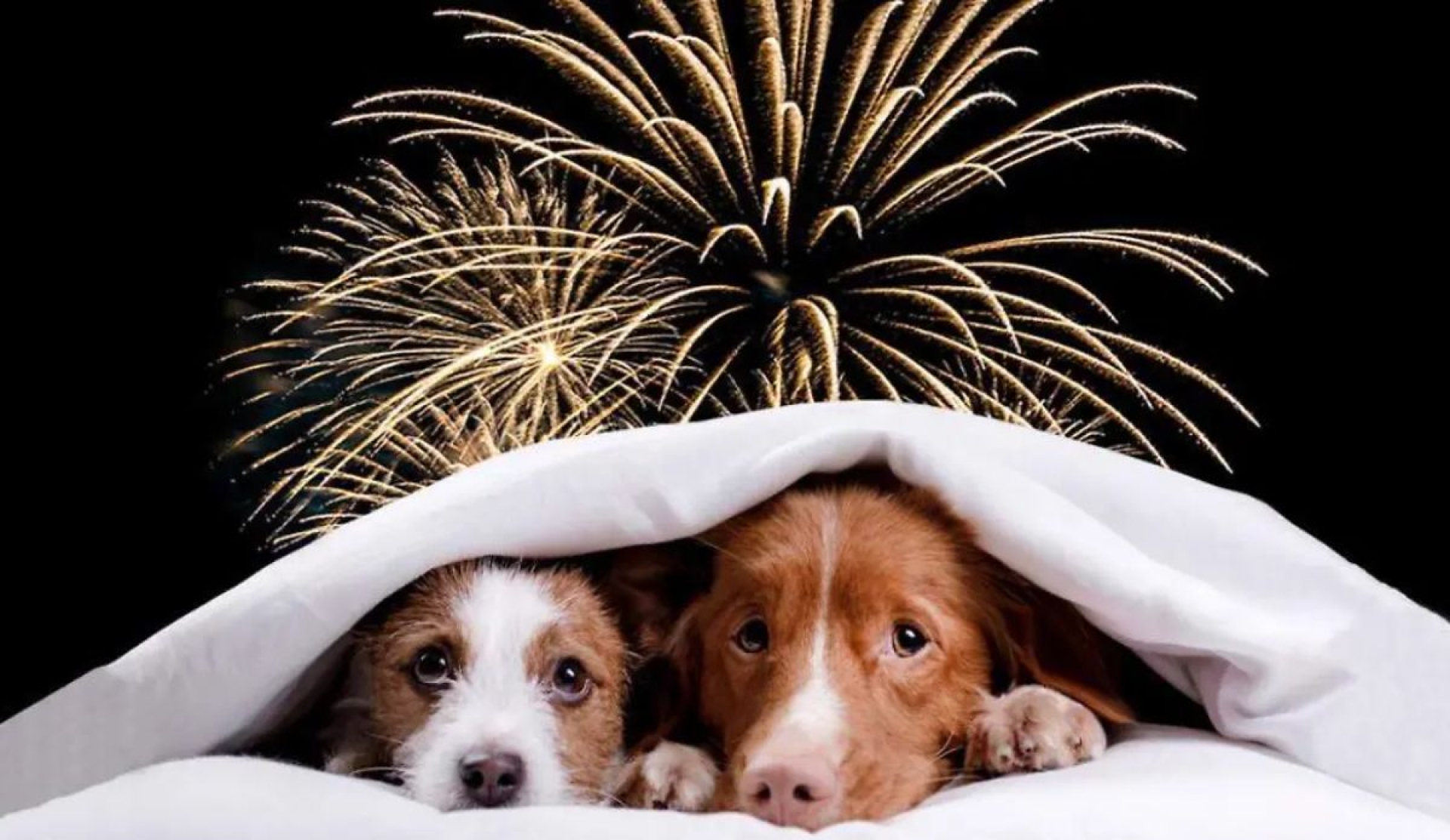 Cómo cuidar a tus mascotas del ruido y la pirotecnia en Año Nuevo