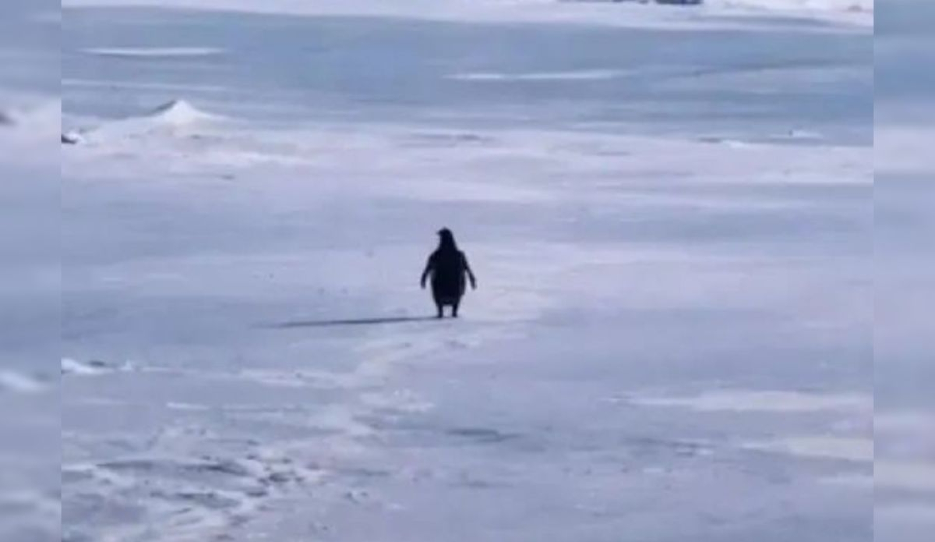 El pingüino que caminó hacia las montañas y se volvió viral en redes