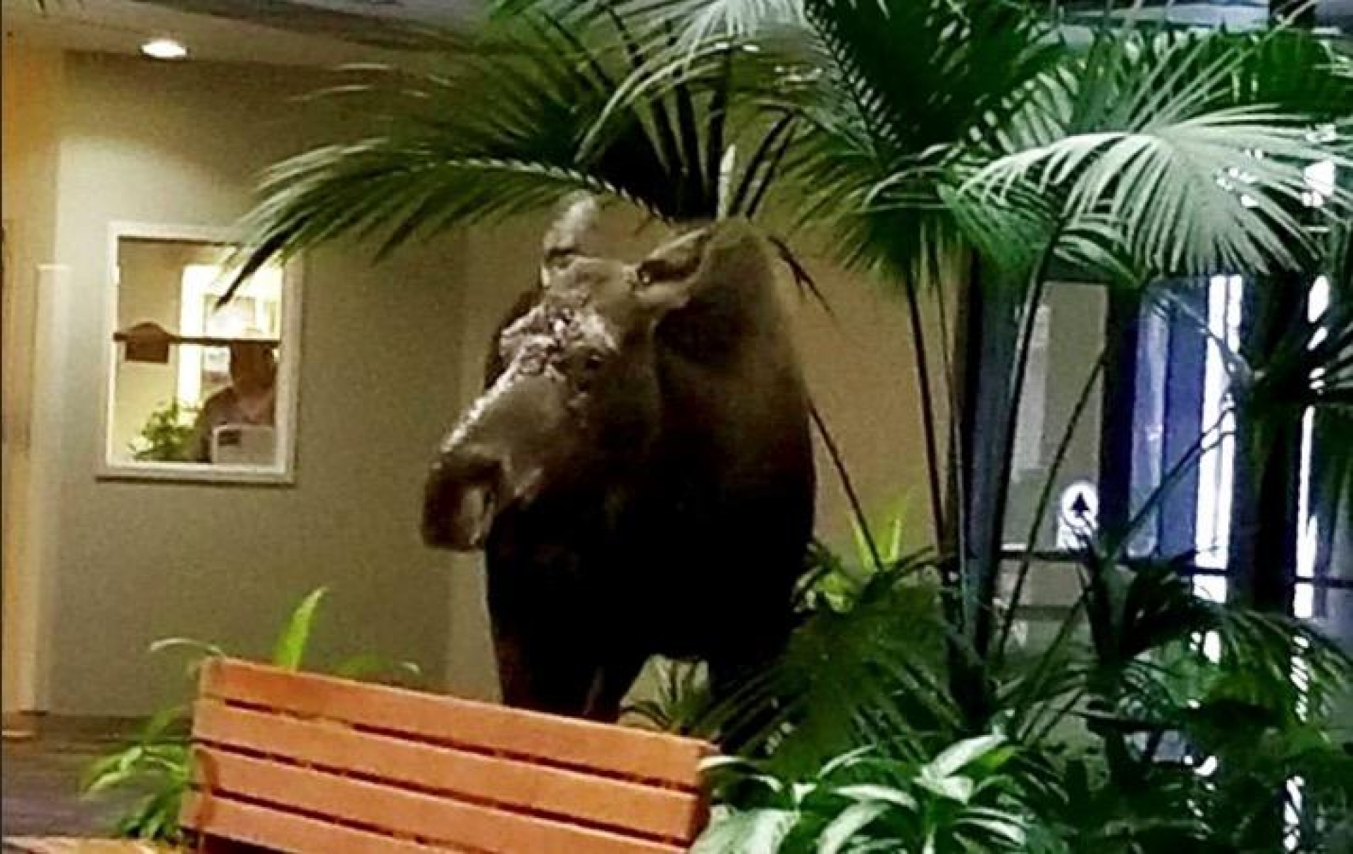 VIDEO: Alce se mete a hospital de Alaska y no precisamente por una urgencia