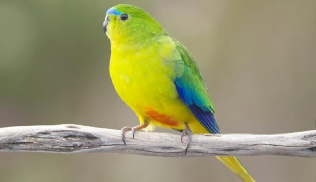 Luchan por salvar de extinción al loro australiano de vientre naranja