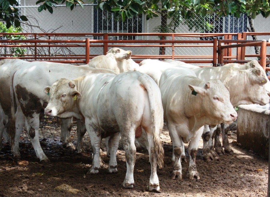 Emprenden acciones preventivas contra enfermedad de las vacas locas en la región oriente