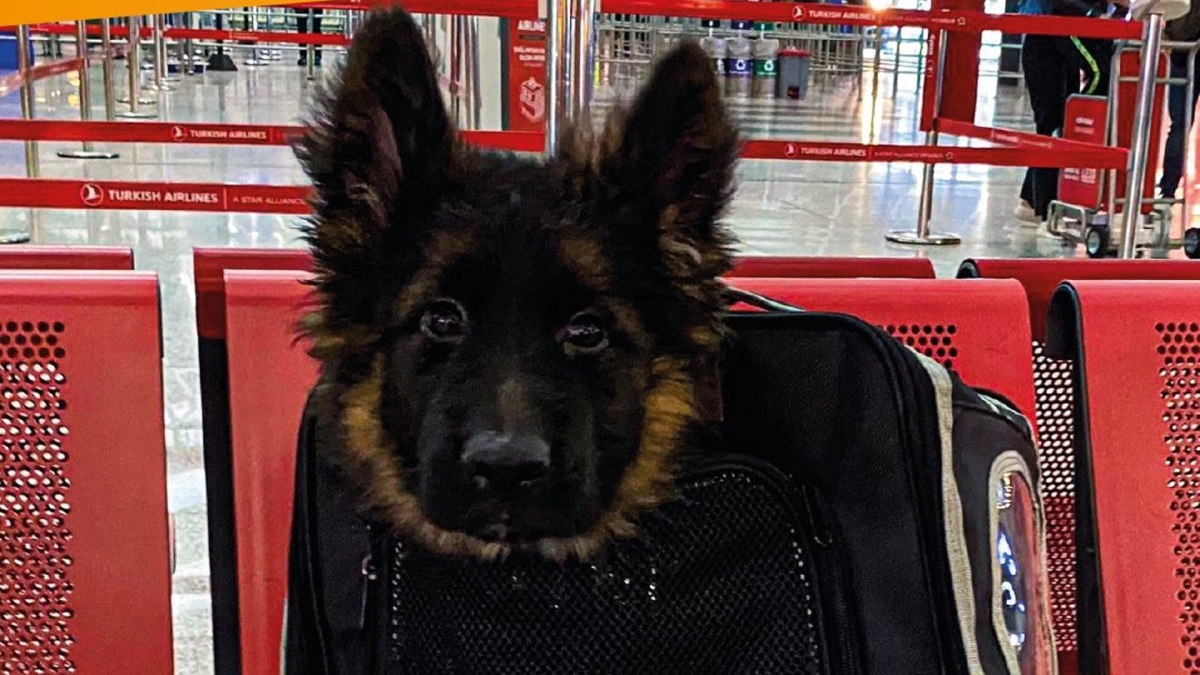 '¡Ya estoy aquí!': llega a México el perrito donado por Turquía