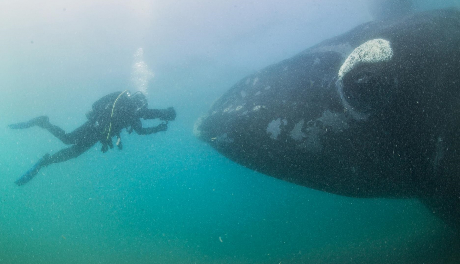 VIDEO: Graban el canto de una ballena franca por primera vez en la historia