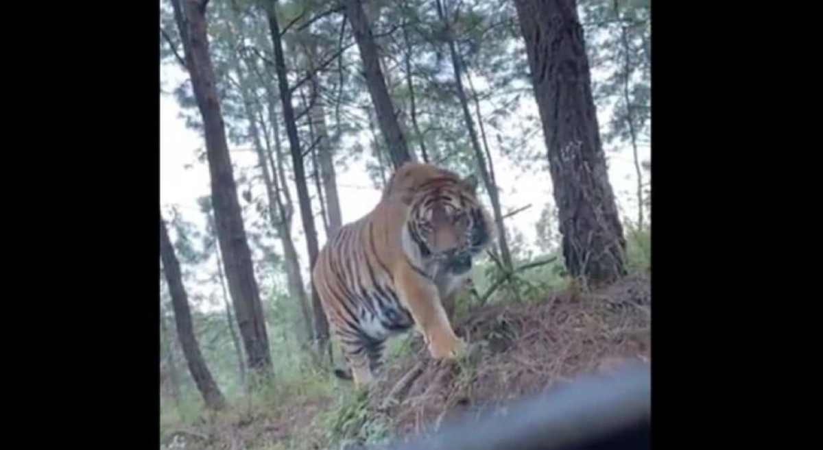 Captan a tigre de bengala en carretera de Jalisco