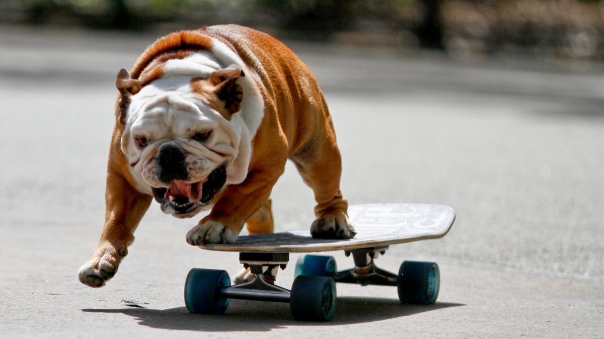 Ni Tony Hawk: estos perritos lucen sus movimientos en la patineta