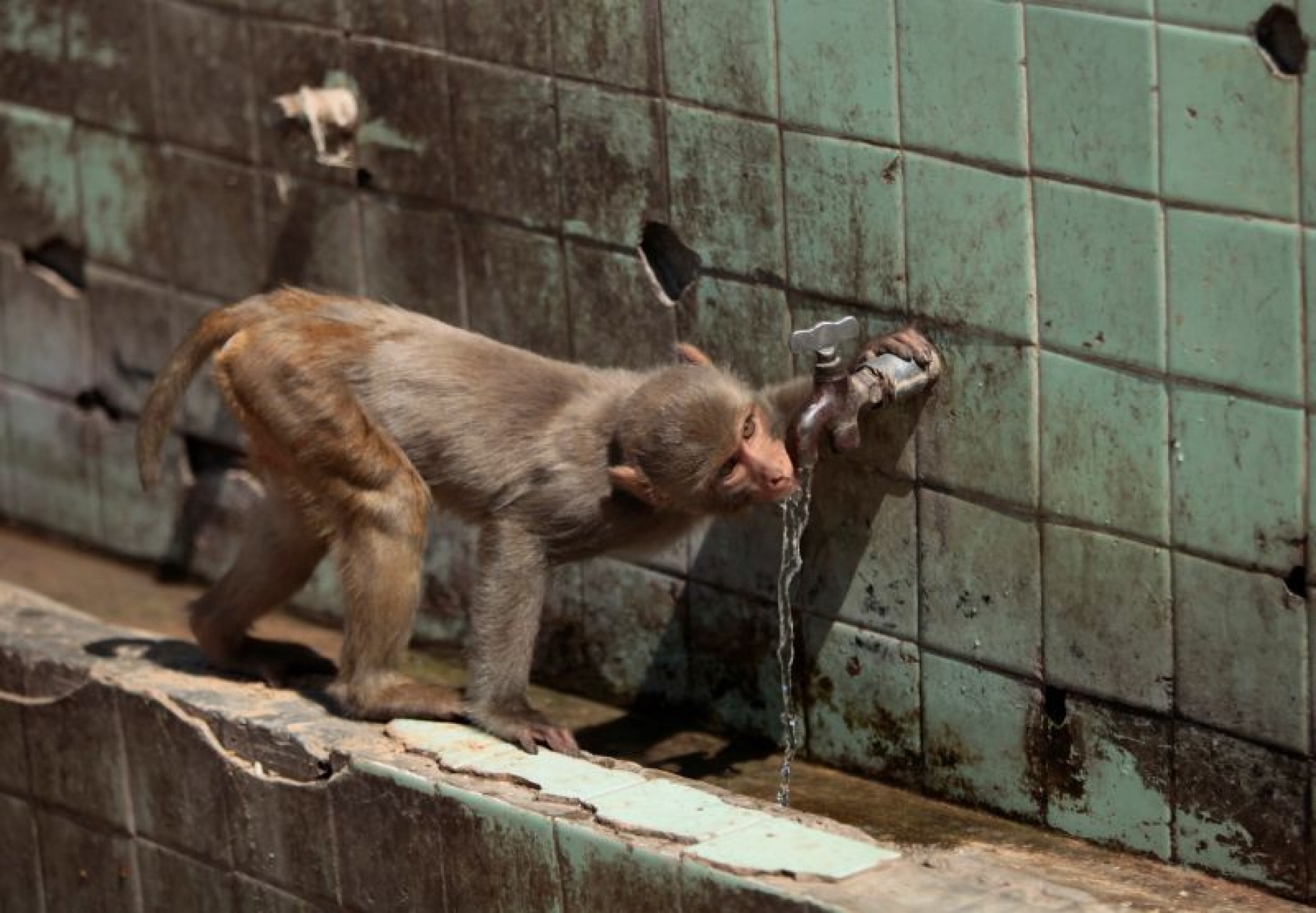 Los monos en la India matan a tantas personas que el gobierno está tratando de esterilizarlos en masa