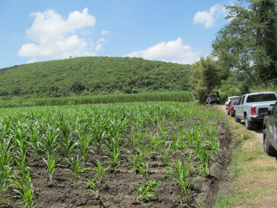 Depurarán padrón de productores de Tlaquiltenango