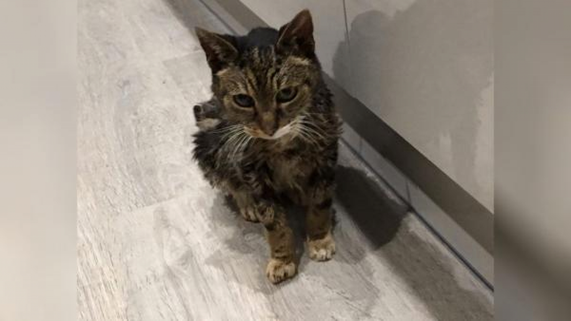 Tras 6 años de estar desaparecido, gato vuelve a casa para morir
