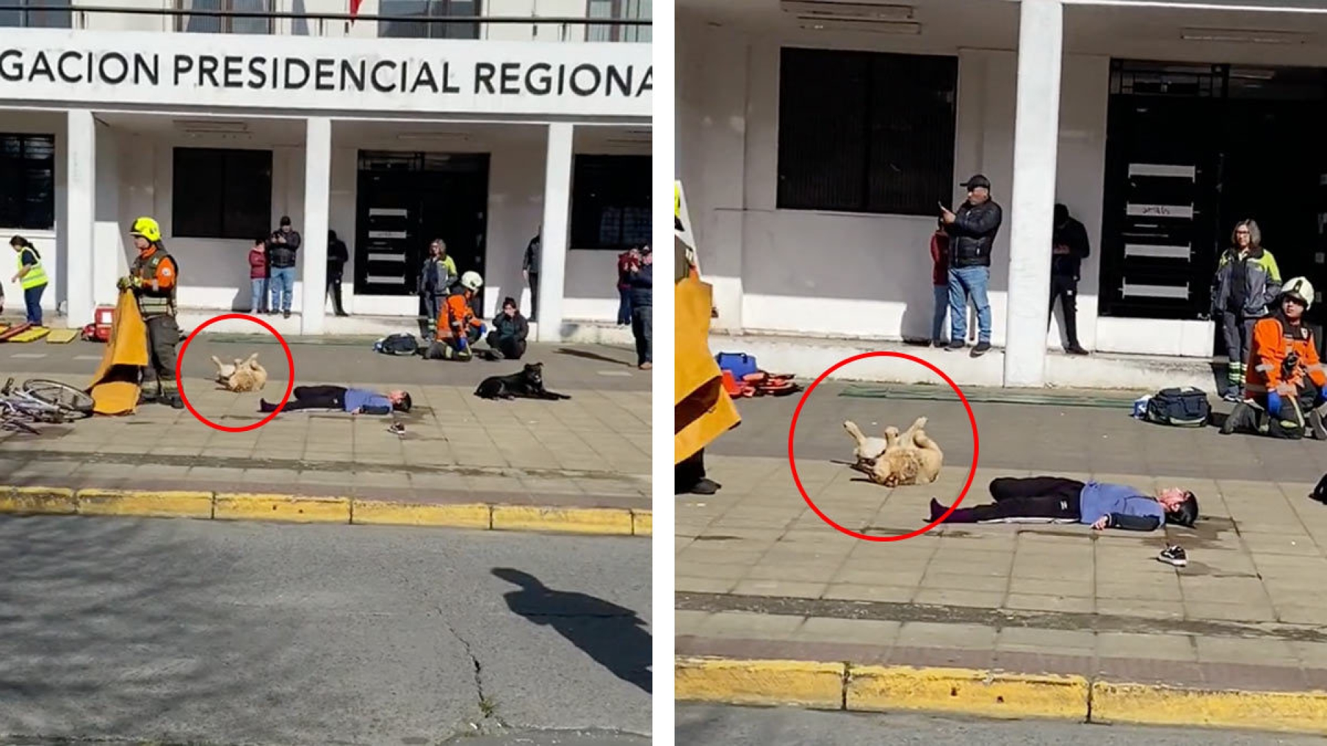Durante simulacro en Chile, perrito se hace 'el muerto' y se viraliza en redes