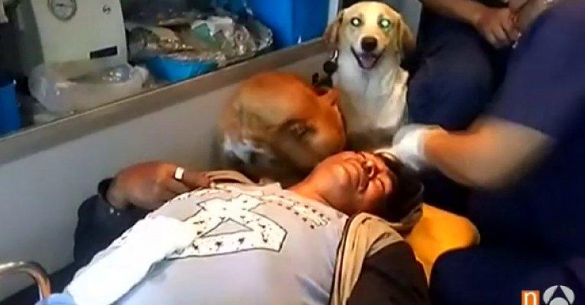 Ejemplo de lealtad, perros acompañan a su dueño herido al hospital