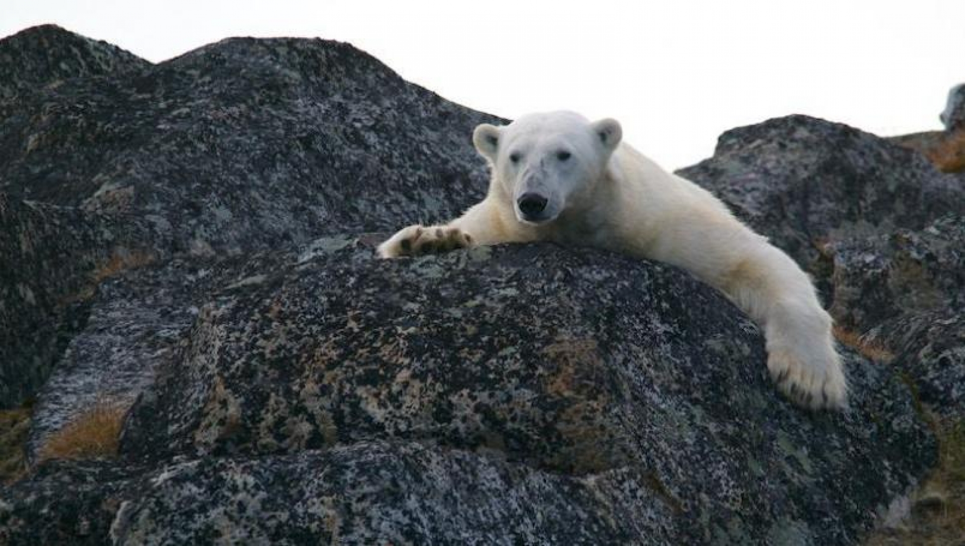 VIDEO: Más de 50 osos polares invaden una aldea de Rusia a causa del hambre