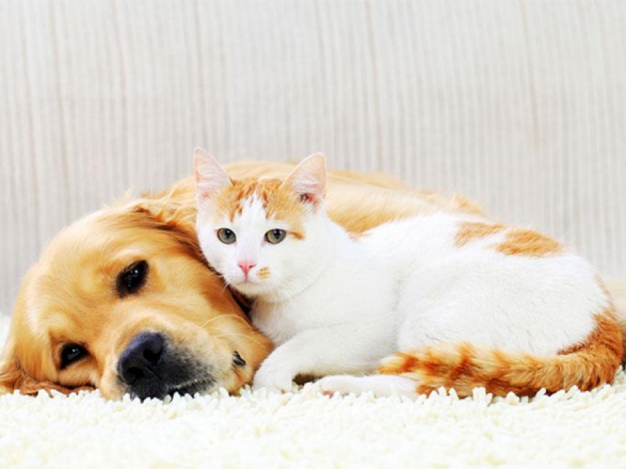 Así dañas la salud de tu mascota si eres un fumador