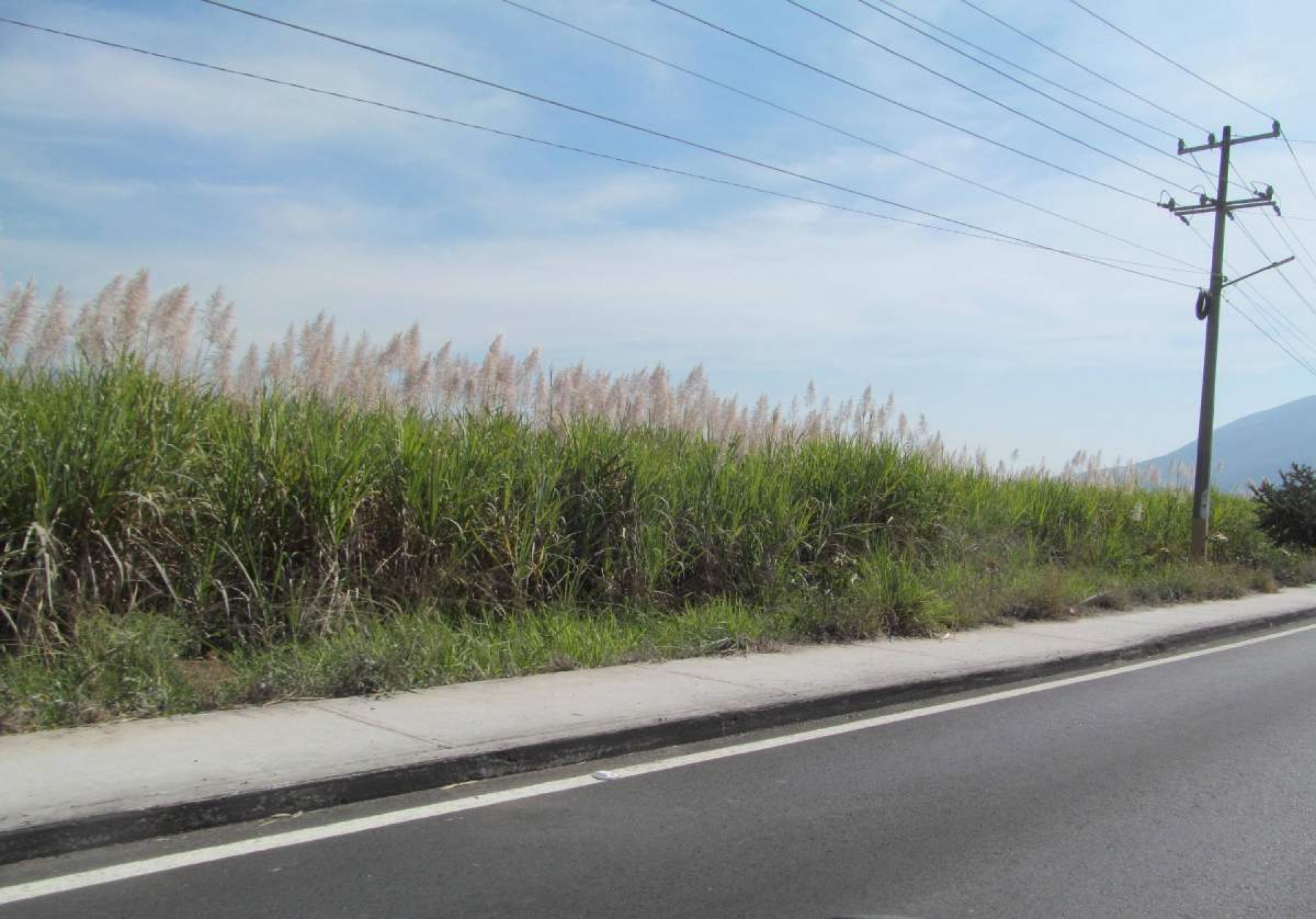 Floración de caña no afecta producción en el IEZ