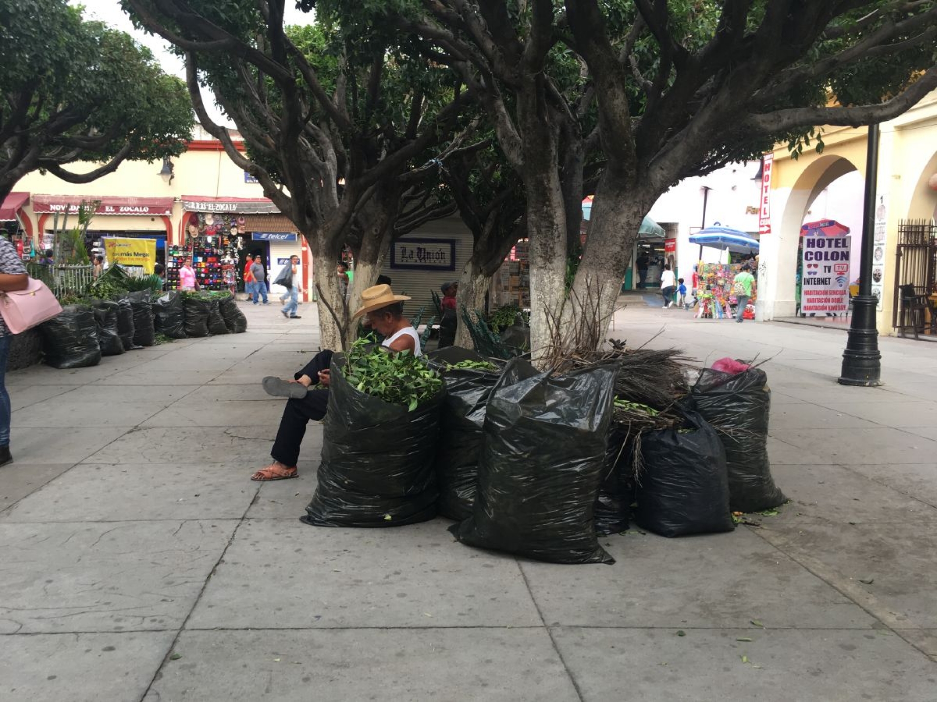 Ante deficiencia de servicios, comerciantes de Cuautla colaboran en poda de árboles