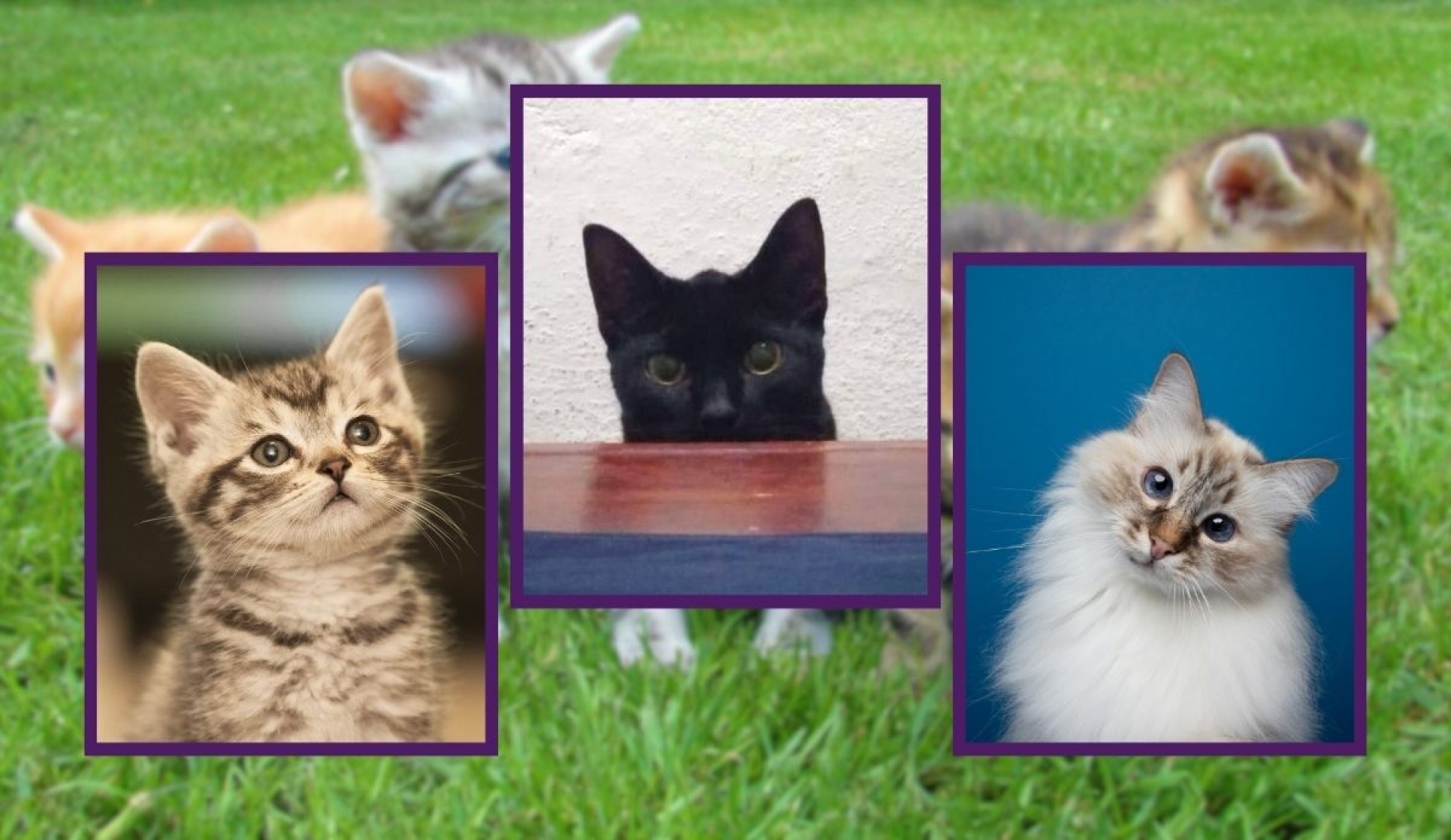 ¡Háblale bonito! Tu gato realmente entiende tus palabras