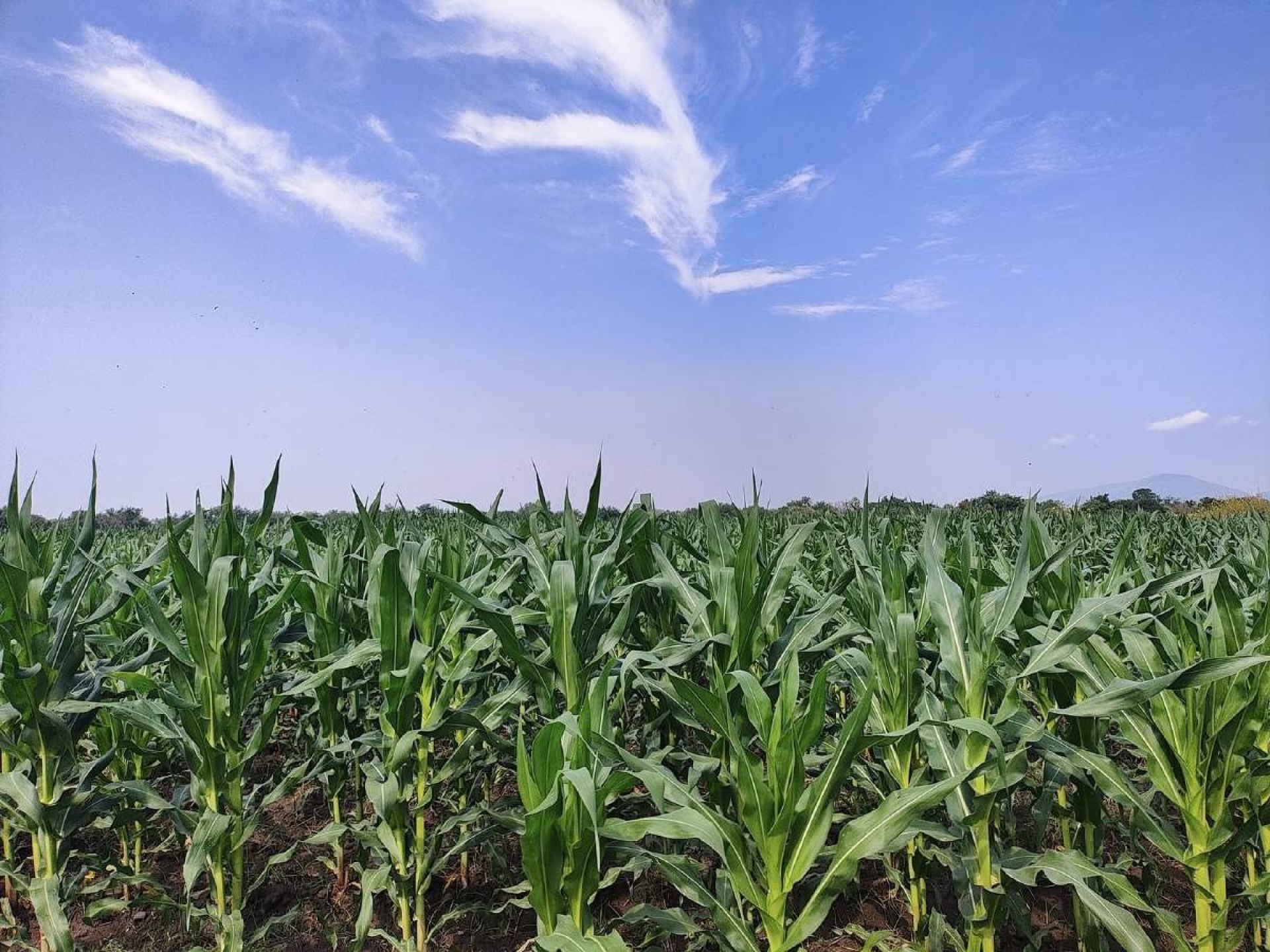 Aumentarán cosechas un 30% por las lluvias