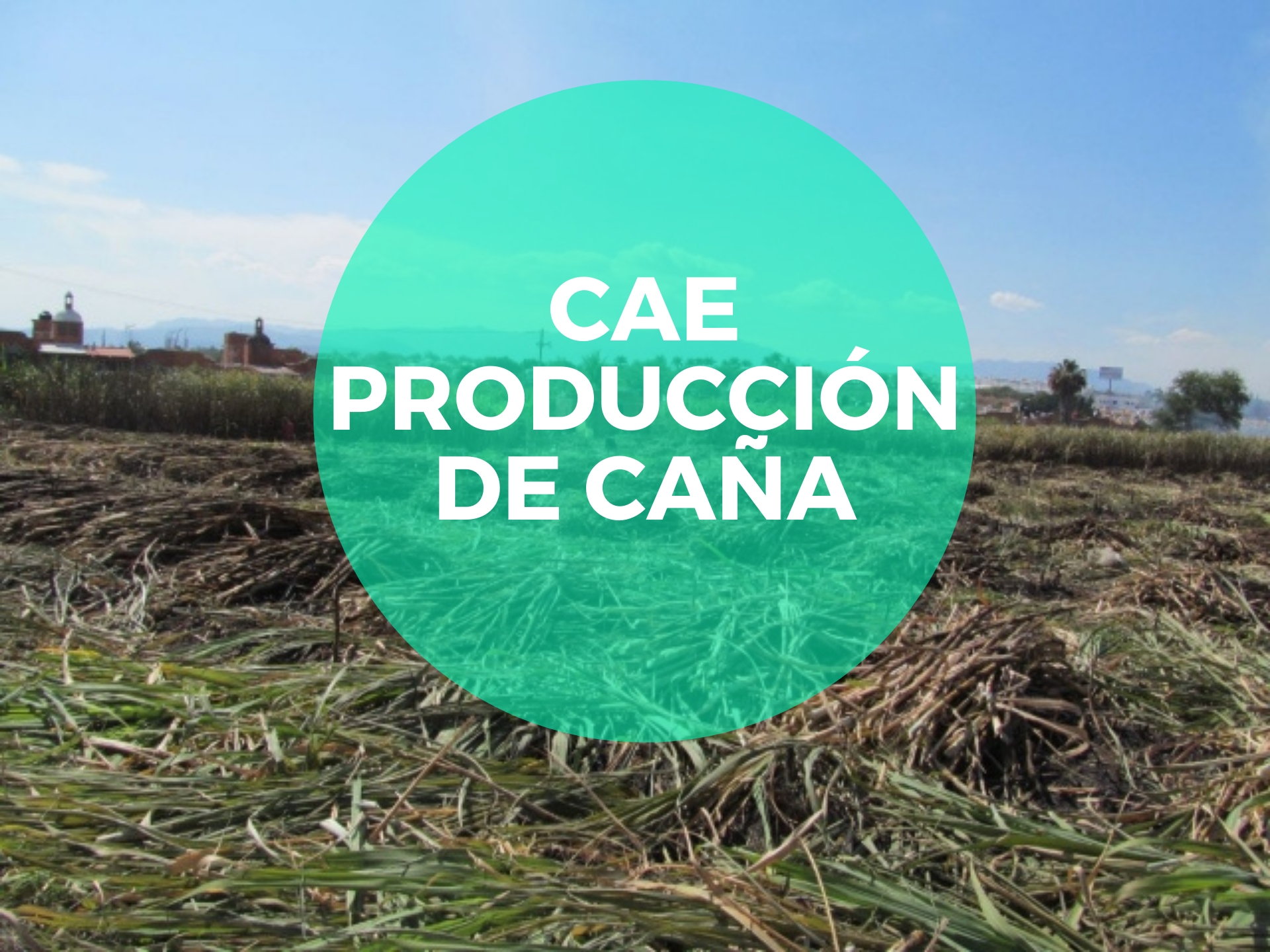 Cae producción estimada de caña en el IEZ