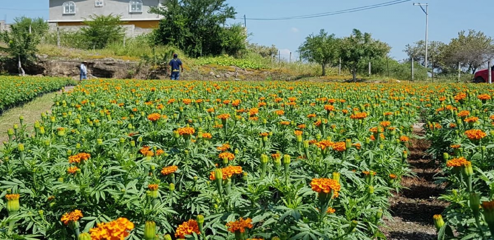 Prevén bajas ventas de flor de cempasúchil