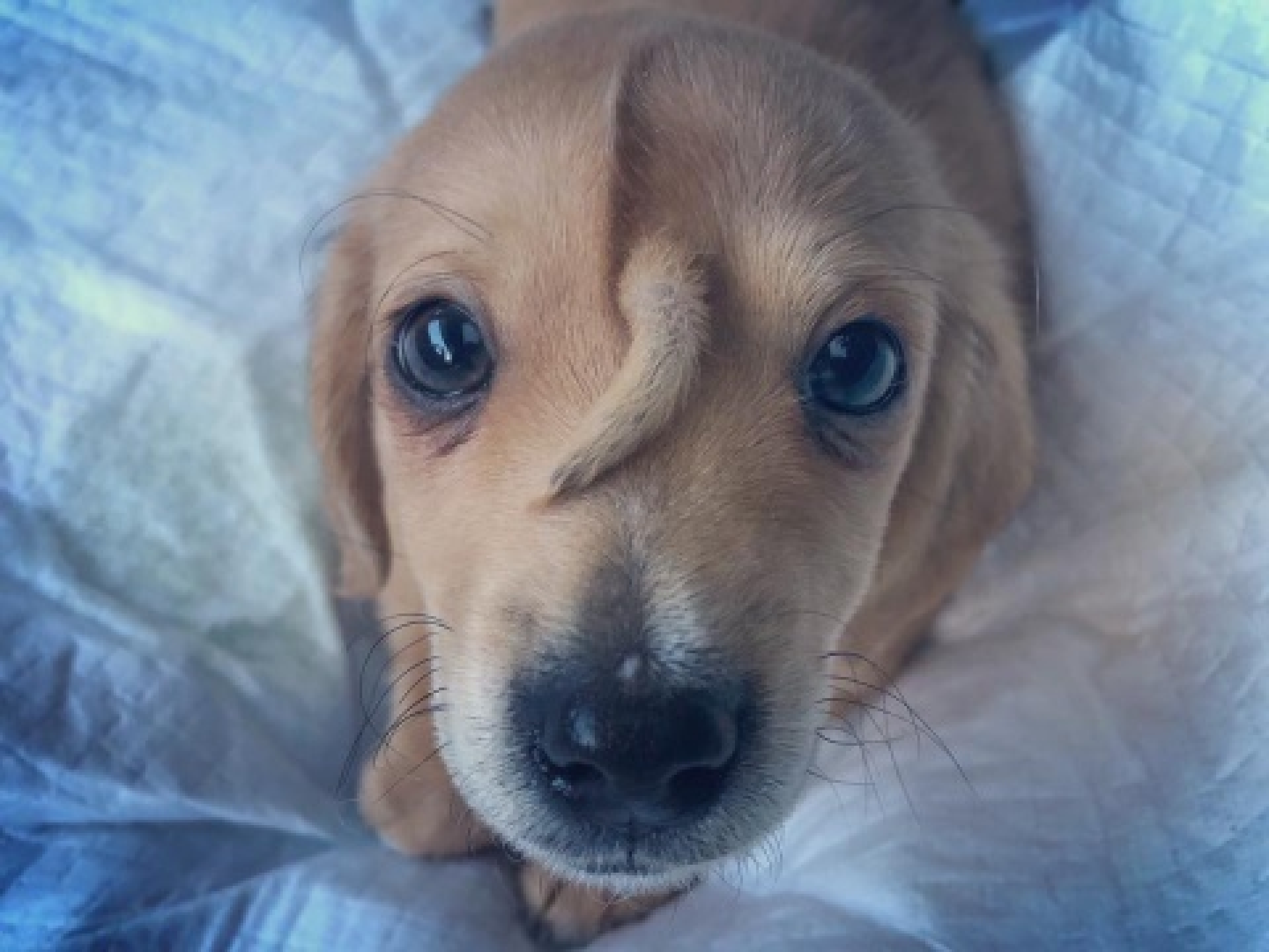 VIDEO: Él es Narwhal, el perro 'unicornio'