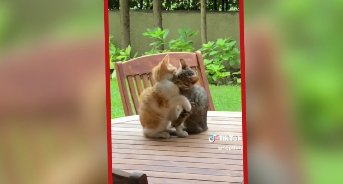 "Michis" enloquecen redes con tierno vídeo