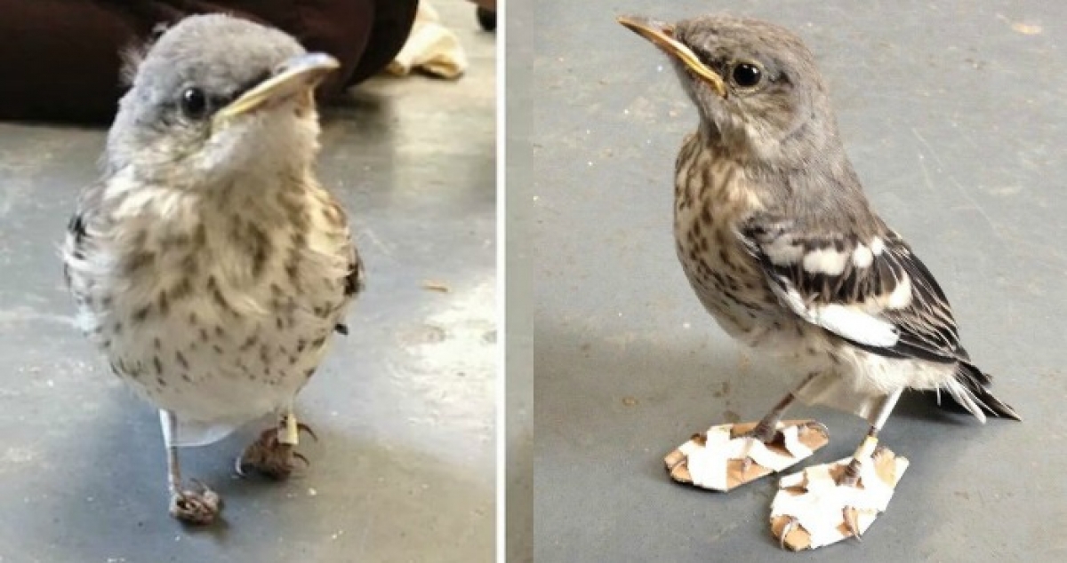 Un ruiseñor es curado de sus patitas de un manera muy especial e innovadora
